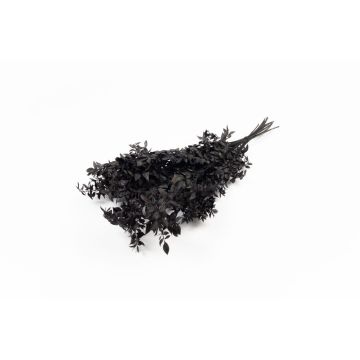 Rama seca de Ruscus AGNIATA, negra, 70-75 cm, Ø 17 cm Rama seca de Ruscus AGNIATA, negra, 70-75 cm, Ø 17 cm
