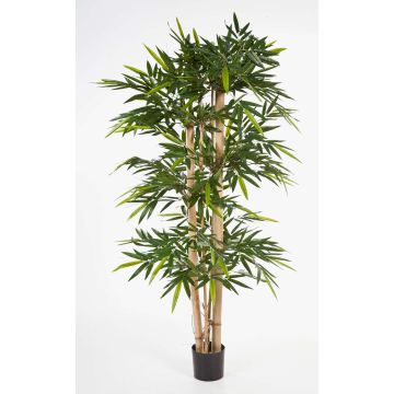 Bambú artificial KISHO, cañas de bambú auténticas, 180 cm Bambú artificial KISHO, cañas de bambú auténticas, 180 cm