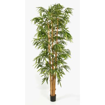 Árbol decorativo de bambú KIYOSHI, cañas de bambú auténtico, 240 cm Árbol decorativo de bambú KIYOSHI, cañas de bambú auténtico, 240 cm