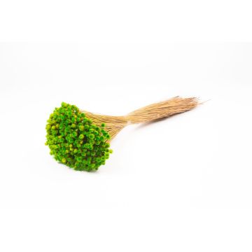 Flor de paja mediterránea seca AKALITI, ramo, verde manzana, 40-55 cm, Ø 11 cm