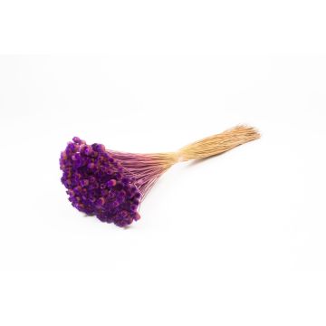 Flor de paja mediterránea seca AKALITI, ramo, lila, 40-55 cm, Ø 11 cm