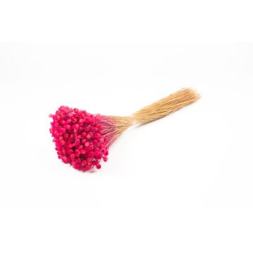 Flor de paja mediterránea seca AKALITI, ramo, rosa fuerte, 40-55 cm, Ø 11 cm Flor de paja mediterránea seca AKALITI, ramo, rosa fuerte, 40-55 cm, Ø 11 cm