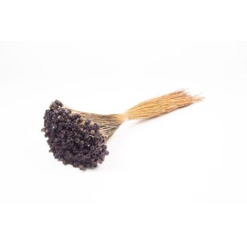 Flor de paja mediterránea seca AKALITI, ramo, gris oscuro, 40-55 cm, Ø 11 cm