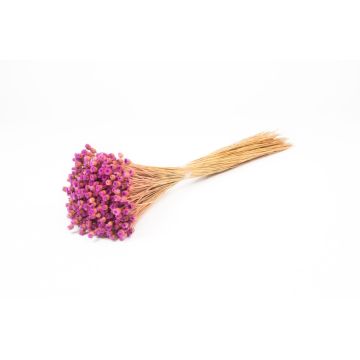Flor de paja mediterránea seca AKALITI, ramo, lila y amarillo, 40-55 cm, Ø 11 cm