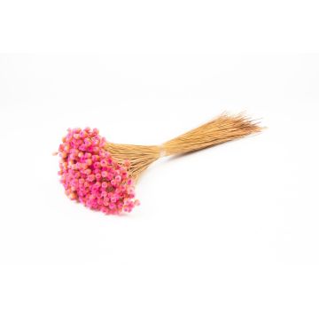 Flor de paja mediterránea seca AKALITI, ramo, rosa, 40-55 cm, Ø 11 cm