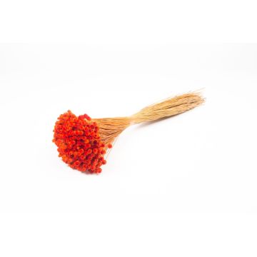 Flor de paja mediterránea seca AKALITI, ramo, naranja, 40-55 cm, Ø 11 cm