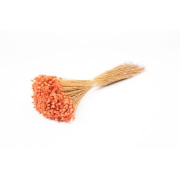 Flor de paja mediterránea seca AKALITI, ramo, color melocotón, 40-55 cm, Ø 11 cm