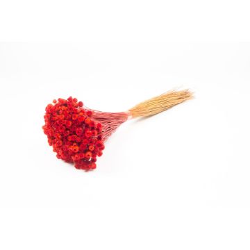 Ramo de siempreviva mediterránea seca AKALITI, rojo, 40-55 cm, Ø 11 cm