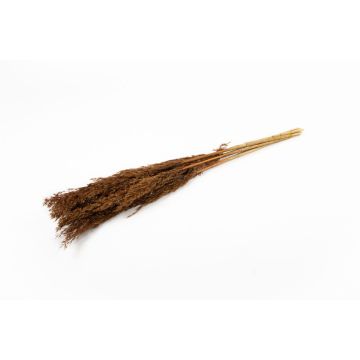 Ramo de junco seco DONJETA, marrón dorado, 70-80 cm, Ø 15 cm Ramo de junco seco DONJETA, marrón dorado, 70-80 cm, Ø 15 cm