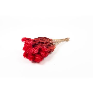 Ramo seco de flores de paja BIBIANA, rojo, 30-40 cm, Ø 15 cm