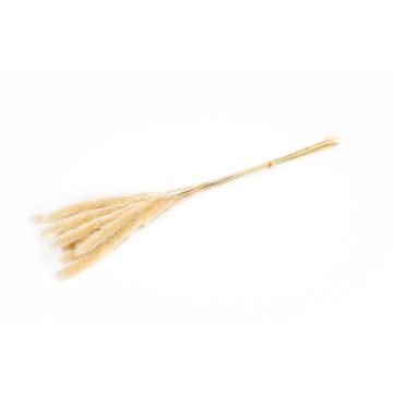 Ramo seco de hierba de la pampa ANAHITA, color natural, 60 cm, Ø 8 cm Ramo seco de hierba de la pampa ANAHITA, color natural, 60 cm, Ø 8 cm