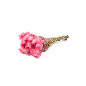 Ramo seco de flores de paja BIBIANA, rosa claro, 35-45 cm, Ø 15 cm Ramo seco de flores de paja BIBIANA, rosa claro, 35-45 cm, Ø 15 cm