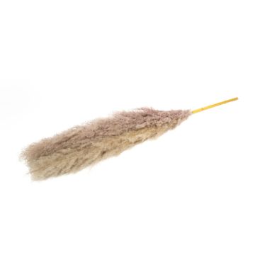 Hierba de la pampa seca ANIAMI, gris-beige, 130-140 cm, Ø 20 cm Hierba de la pampa seca ANIAMI, gris-beige, 130-140 cm, Ø 20 cm