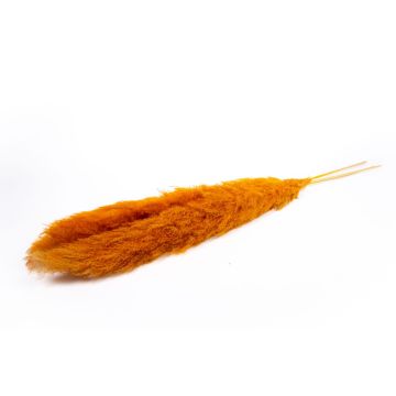 Hierba de la pampa seca ANIAMI, naranja, 130-140 cm, Ø 20 cm Hierba de la pampa seca ANIAMI, naranja, 130-140 cm, Ø 20 cm