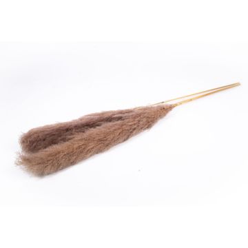 Hierba de la pampa seca ANIAMI, marrón grisáceo, 130-140 cm, Ø 20 cm Hierba de la pampa seca ANIAMI, marrón grisáceo, 130-140 cm, Ø 20 cm