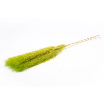 Hierba de la pampa seca ANIAMI, verde manzana, 130-140 cm, Ø 20 cm Hierba de la pampa seca ANIAMI, verde manzana, 130-140 cm, Ø 20 cm