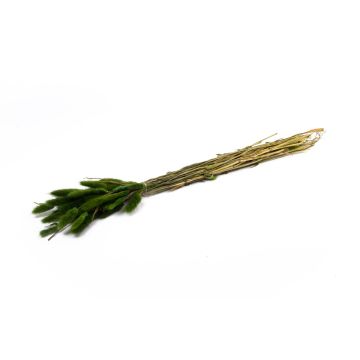 Hierba seca BORKA, manojo de Lagurus, verde, 55-75 cm, Ø 12 cm