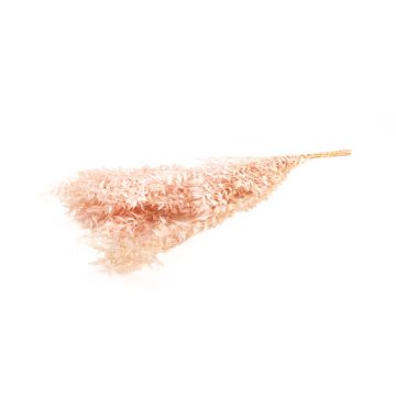 Ramas secas de ruscus AGNIATA, rosa claro, 70-75 cm, Ø 17 cm Ramas secas de ruscus AGNIATA, rosa claro, 70-75 cm, Ø 17 cm
