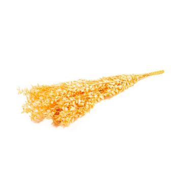 Ramas secas de Ruscus AGNIATA, color melocotón, 70-75 cm, Ø 17 cm Ramas secas de Ruscus AGNIATA, color melocotón, 70-75 cm, Ø 17 cm