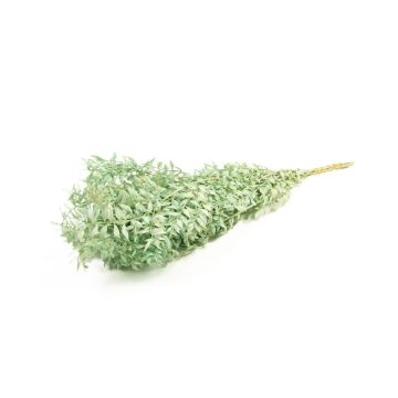 Ramas secas de ruscus AGNIATA, verde menta, 70-75 cm, Ø 17 cm Ramas secas de ruscus AGNIATA, verde menta, 70-75 cm, Ø 17 cm