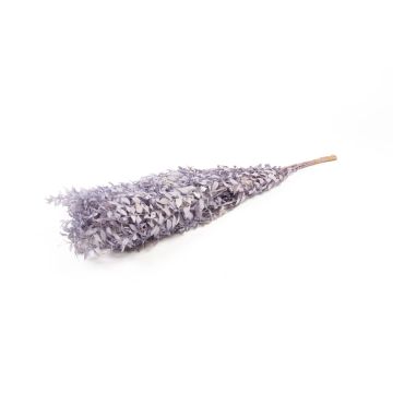 Ramas secas de ruscus AGNIATA, moradas, 70-75 cm, Ø 17 cm Ramas secas de ruscus AGNIATA, moradas, 70-75 cm, Ø 17 cm
