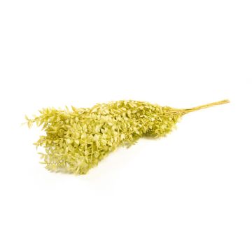 Rama seca de Ruscus AGNIATA, verde oliva claro, 70-75 cm, Ø 17 cm Rama seca de Ruscus AGNIATA, verde oliva claro, 70-75 cm, Ø 17 cm