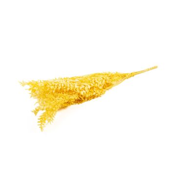 Rama seca de Ruscus AGNIATA, amarilla, 70-75 cm, Ø 17 cm Rama seca de Ruscus AGNIATA, amarilla, 70-75 cm, Ø 17 cm