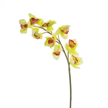 Rama falsa de orquídea Cymbidium OKSANA, amarillo-verde, 80cm Rama falsa de orquídea Cymbidium OKSANA, amarillo-verde, 80cm