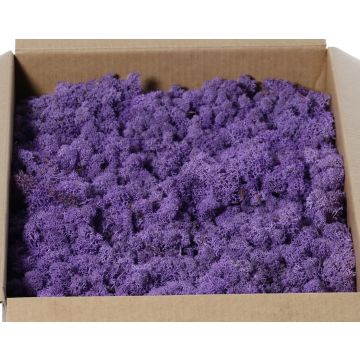 Musgo natural islandés SVEINBJÖRN, morado, 2,7 kg Musgo natural islandés SVEINBJÖRN, morado, 2,7 kg