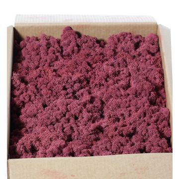 Musgo natural islandés SVEINBJÖRN, malva, 2,7 kg Musgo natural islandés SVEINBJÖRN, malva, 2,7 kg