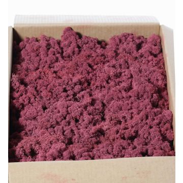 Musgo natural islandés SVEINBJÖRN, malva, 2,7kg