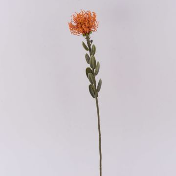 Flor decorativa «Protea URMINE» para alfiletero, aspecto seco, naranja, 60 cm, Ø 9 cm Flor decorativa «Protea URMINE» para alfiletero, aspecto seco, naranja, 60 cm, Ø 9 cm