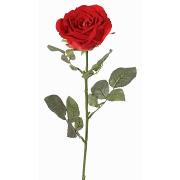 Rosa de terciopelo HUSA, roja, 75 cm, Ø 10 cm Rosa de terciopelo HUSA, roja, 75 cm, Ø 10 cm