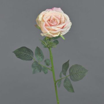 Rosa de terciopelo HUSA, rosa-crema, 75 cm, Ø 10 cm Rosa de terciopelo HUSA, rosa-crema, 75 cm, Ø 10 cm
