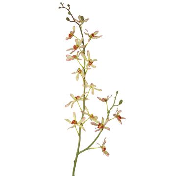 Rama de flores artificial de orquídea Cattleya TRASSA, verde claro-rojo, 80cm, Ø4-8cm Rama de flores artificial de orquídea Cattleya TRASSA, verde claro-rojo, 80cm, Ø4-8cm