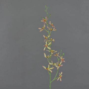 Rama de flores artificial de orquídea Cattleya TRASSA, verde claro-rojo, 80 cm, Ø 4-8 cm