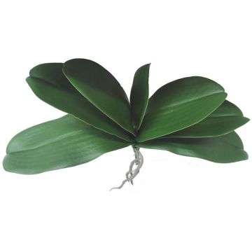 Hojas decorativas de orquídea Phalaenopsis PRIMALA, raíz aérea, 21 x 29 cm Hojas decorativas de orquídea Phalaenopsis PRIMALA, raíz aérea, 21 x 29 cm