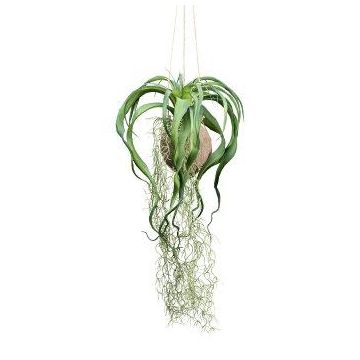 Tillandsia decorativa colgante GRISPU en cáscara de coco, verde, 65 cm
