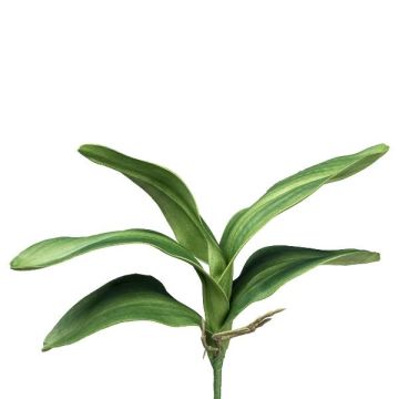 Hojas decorativas de orquídea Phalaenopsis CRILMER, varilla de sujeción, raíces aéreas, 35 cm Hojas decorativas de orquídea Phalaenopsis CRILMER, varilla de sujeción, raíces aéreas, 35 cm