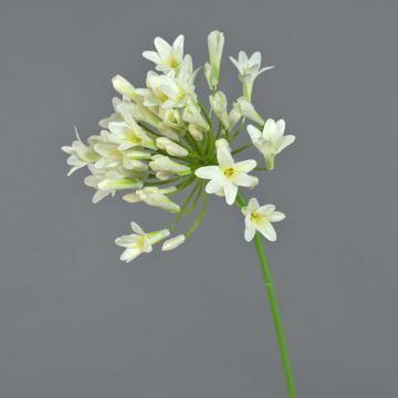 Agapanthus de plástico PHILINA, crema, 75cm, Ø14cm