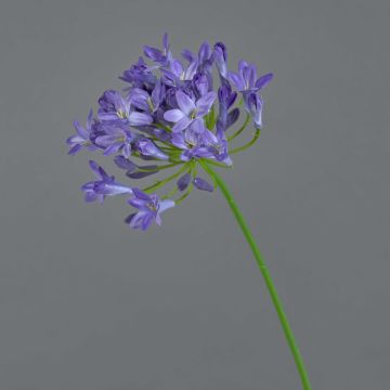 Agapanthus de plástico PHILINA, lila, 75cm, Ø14cm