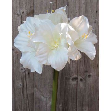 Amaryllis decorativa DAGGI, blanca, 70 cm, Ø 11-18 cm