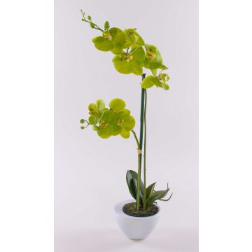 Orquídea Phalaenopsis decorativa AURELIA en maceta de cerámica, verde, 55 cm Orquídea Phalaenopsis decorativa AURELIA en maceta de cerámica, verde, 55 cm