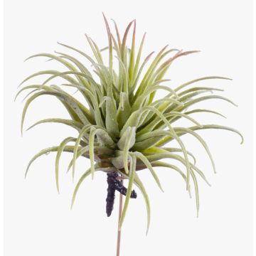 Falsa Tillandsia Rubra PENNY, con palo, verde-rojo, 12cm, Ø10cm Falsa Tillandsia Rubra PENNY, con palo, verde-rojo, 12cm, Ø10cm