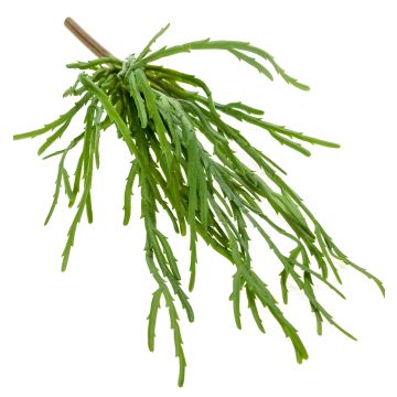 Rhipsalis de plástico colgante HADRIAN, verde, 35cm Rhipsalis de plástico colgante HADRIAN, verde, 35cm