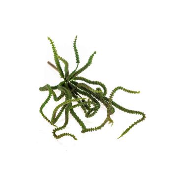 Crásula perforada de imitación ARMANDO con palo, verde, 30cm Crásula perforada de imitación ARMANDO con palo, verde, 30cm
