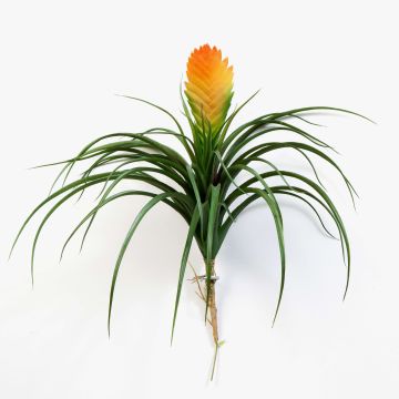 Vriesea falsa BENICIA con palo, amarillo-naranja, 30cm Vriesea falsa BENICIA con palo, amarillo-naranja, 30cm