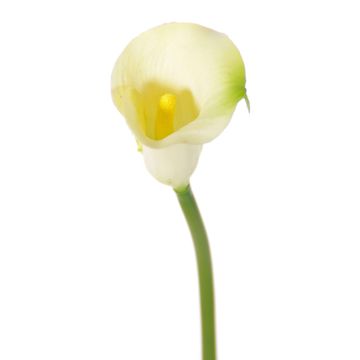 Flor textil Calla CHIDORA, crema, 55cm, 5x6cm Flor textil Calla CHIDORA, crema, 55cm, 5x6cm
