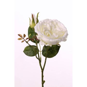 Rosa repollo de plástico JUDY, crema, 35cm, Ø8cm Rosa repollo de plástico JUDY, crema, 35cm, Ø8cm