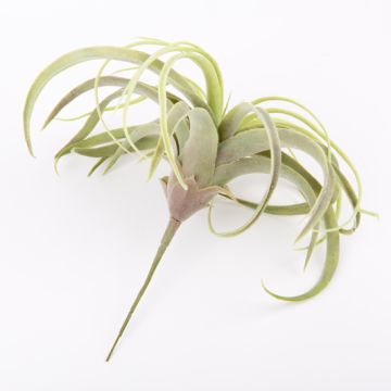 Tillandsia pie de gallo de plástico ANELIA para colgar, verde-gris, 30cm Tillandsia pie de gallo de plástico ANELIA para colgar, verde-gris, 30cm